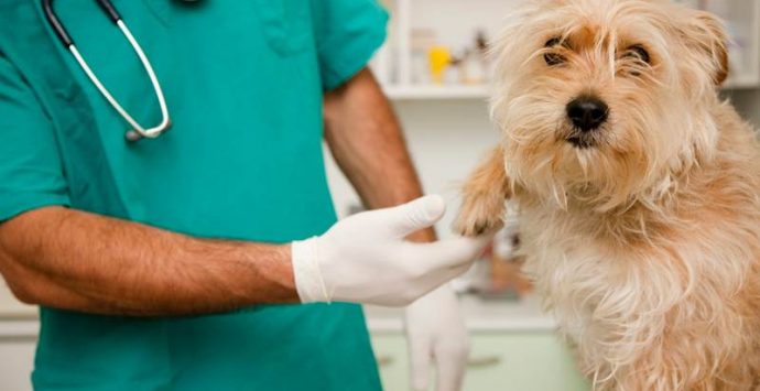 Ordine dei veterinari di Vibo, ecco gli assetti del Consiglio direttivo