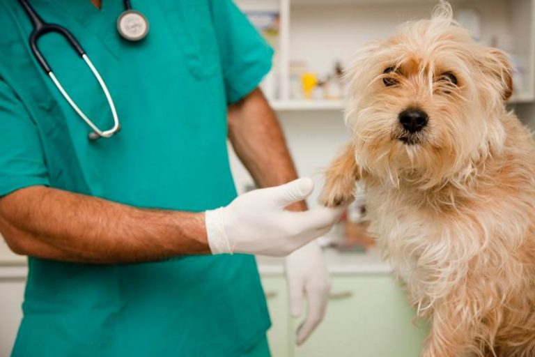 Veterinari, Ordine provinciale Vibo: Francesco Massara confermato presidente