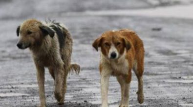 Abbandono degli animali reato crudele: la campagna del Comune di Vibo contro il fenomeno