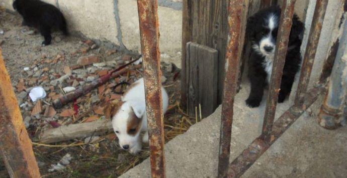 Vagavano infreddoliti e spaventati: cuccioli recuperati dai pescatori a Briatico