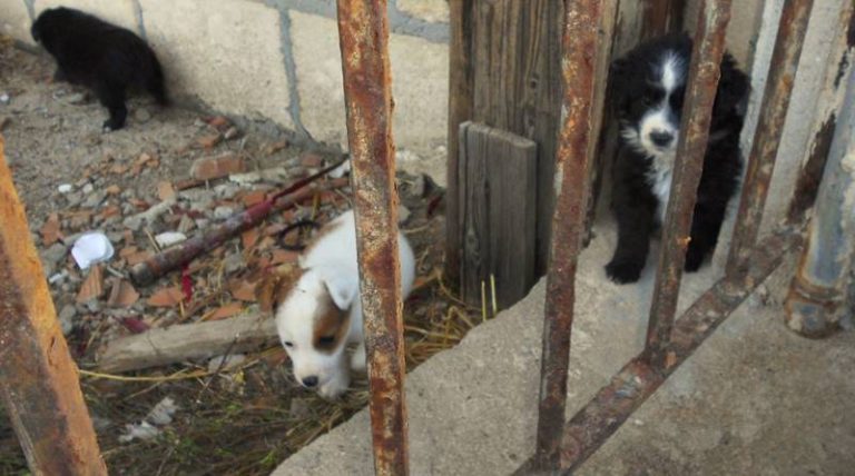 Vagavano infreddoliti e spaventati: cuccioli recuperati dai pescatori a Briatico