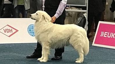 Littorio, il cane vibonese incoronato campione del mondo a Lipsia
