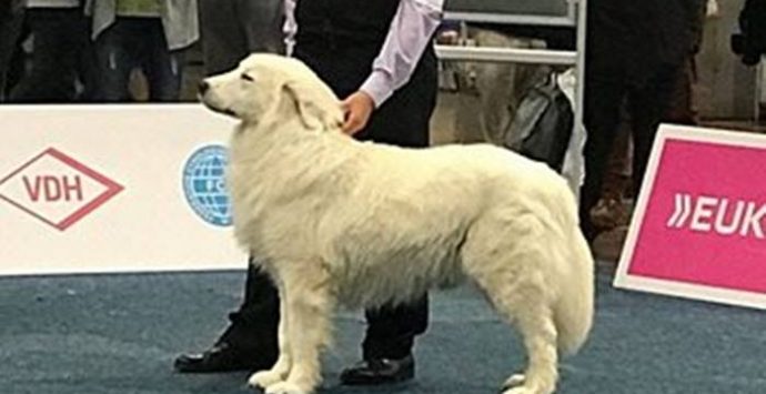 Littorio, il cane vibonese incoronato campione del mondo a Lipsia