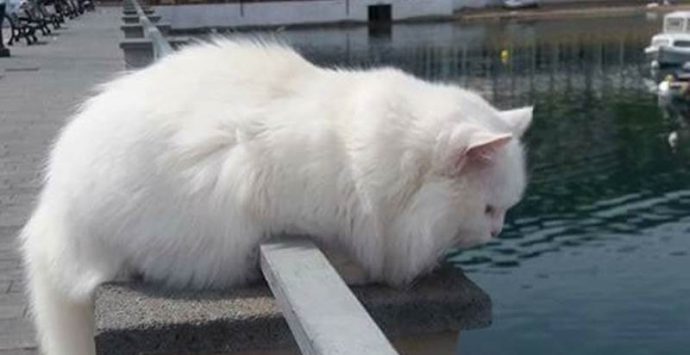 Un incidente causa la morte del gatto bianco che era la mascotte di Vibo Marina