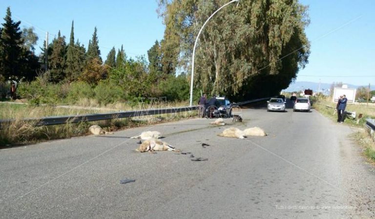 Fa strage di pecore con una Smart a Pizzo, miracolosamente illeso