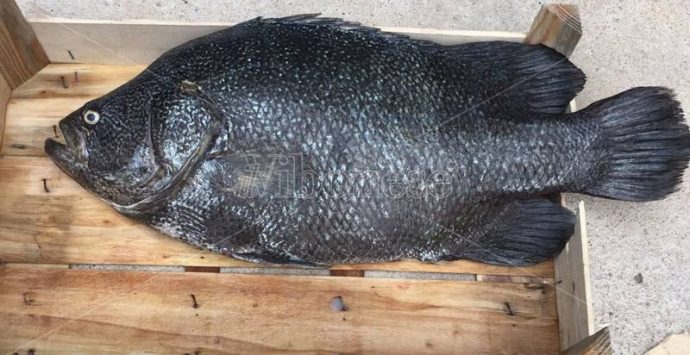 Il mare vibonese riserva nuove sorprese, catturato un rarissimo Pesce Foglia