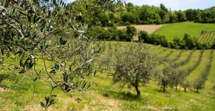 Incidente nel Vibonese, cade con l’auto in un burrone e muore