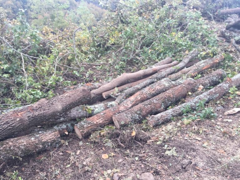 Vazzano, l’opposizione denuncia uno scempio ambientale: «Tagliati alberi senza controlli»