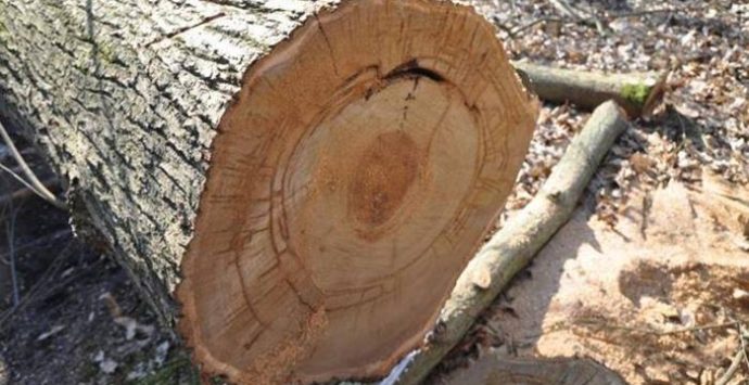 Sorpreso a tagliare alberi di castagno nel Parco delle Serre, arrestato 29enne di Gerocarne