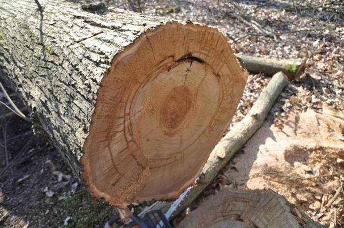 Sorpreso a tagliare alberi di castagno nel Parco delle Serre, arrestato 29enne di Gerocarne