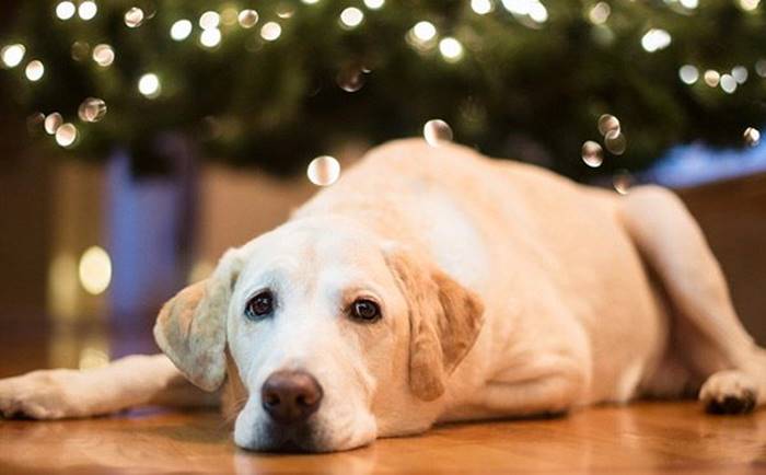 Convenzione tra Enci e Mutua Life per tutelare i cani e i loro padroni