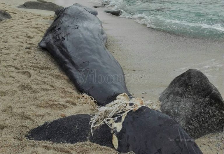 Giovane capodoglio ritrovato sulla spiaggia di Parghelia (FOTO)