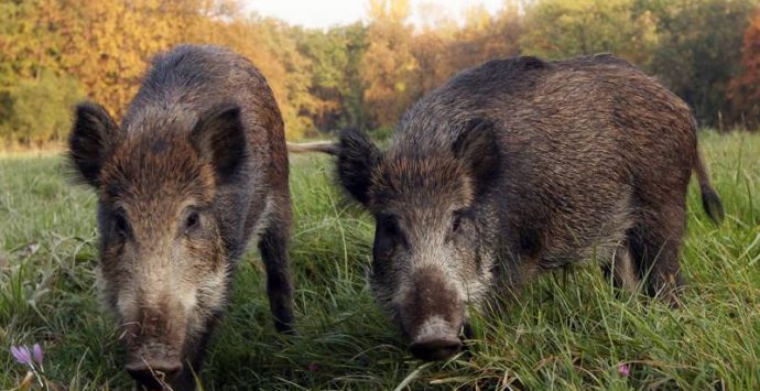 Cinghiali affetti da tubercolosi, nuovi casi nel Vibonese