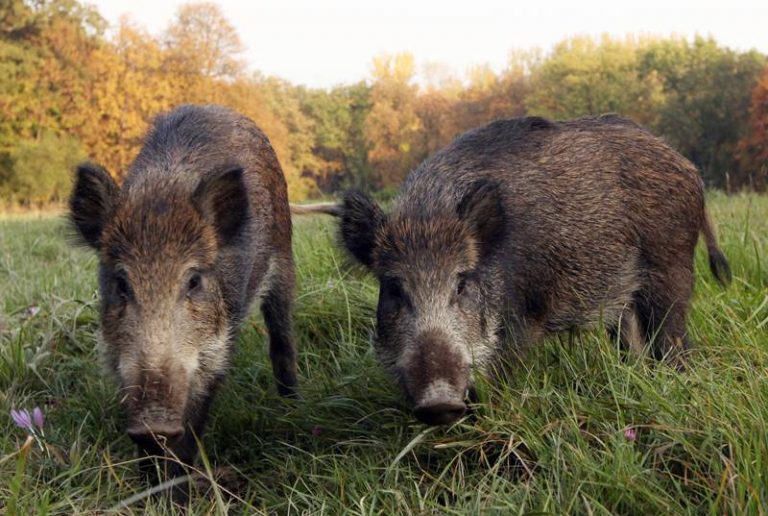 L’intervento | Il cinghiale, “eterno problema” che a molti fa comodo non risolvere