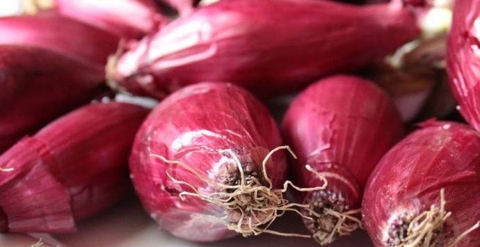 La Cipolla rossa di Tropea di scena al Fico di Bologna