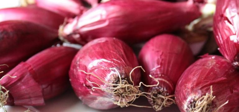 La Cipolla rossa di Tropea di scena al Fico di Bologna