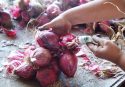 A Briatico produttori di cipolla ancora senz’acqua, Coldiretti: «Ritardi imbarazzanti»
