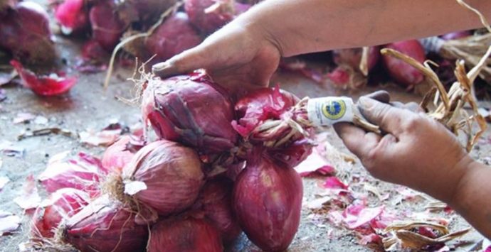 La cipolla di Tropea sempre presente nella ristorazione, Coldiretti soddisfatta