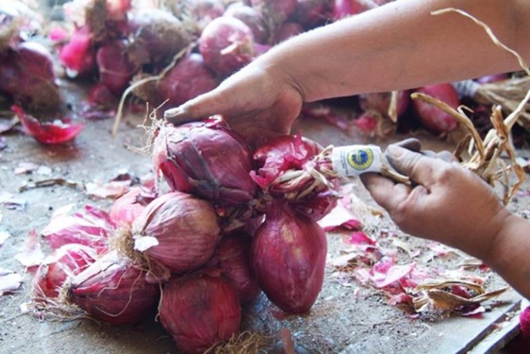 Cipolla di Tropea, il Consorzio di tutela chiarisce: «Nessun rischio per la produzione»