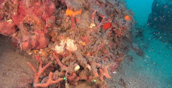 Sensazionale scoperta nel mare di Nicotera: trovate vaste colonie di coralli