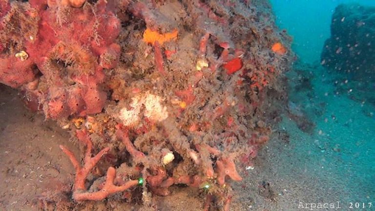 Sensazionale scoperta nel mare di Nicotera: trovate vaste colonie di coralli