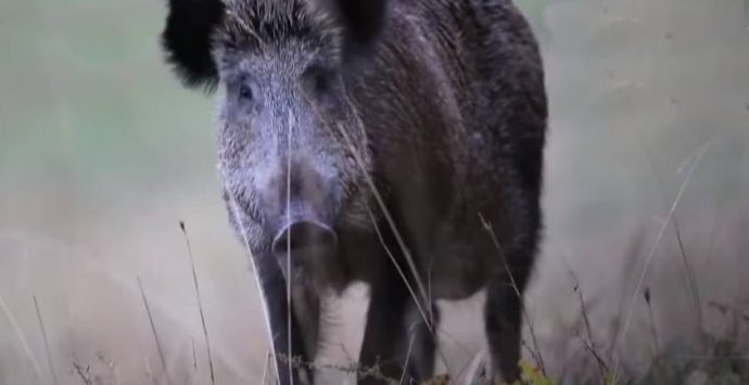 Parghelia, soccorso un cinghiale incastrato in un tombino lungo la linea ferroviaria