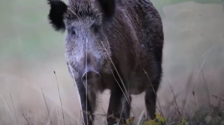 Anziano aggredito da un cinghiale nel Vibonese