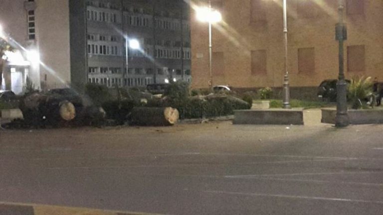 Vibo Valentia: abbattute le ultime palme di piazza Municipio