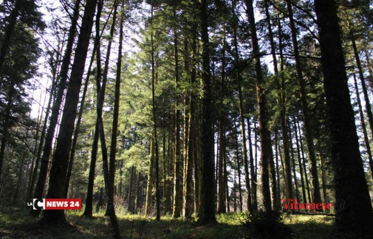 Vibo: studenti del “Gagliardi” protagonisti della “Giornata nazionale degli alberi”