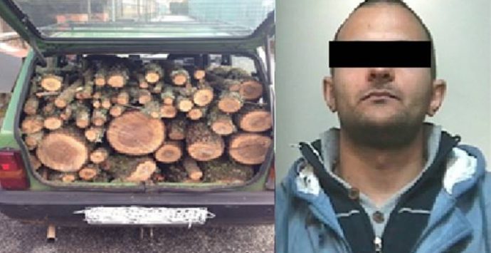 Taglia quercia e ruba la legna, arresto convalidato a Vibo e rimessione in libertà