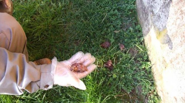 Mileto, altra polpetta avvelenata: cane trovato morto al parco urbano