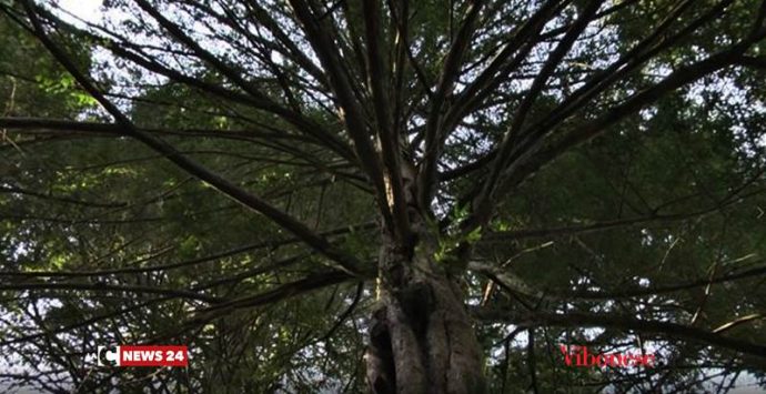 Gli alberi monumentali del Vibonese, giganti che svettano nel cuore delle Serre (VIDEO)
