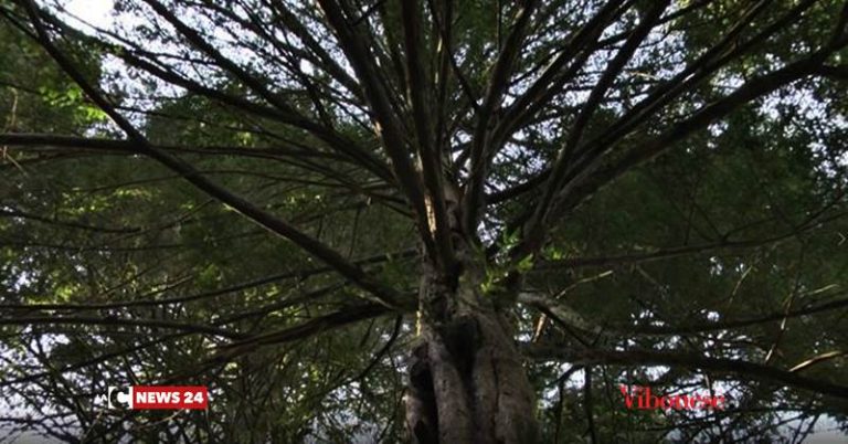 Gli alberi monumentali del Vibonese, giganti che svettano nel cuore delle Serre (VIDEO)