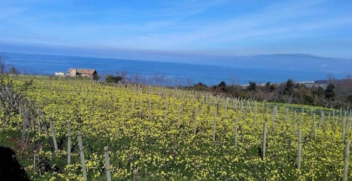 Un mare di fiori gialli annuncia la primavera: arriva la stagione delle “susamelle”