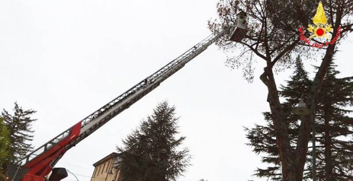 Pino pericolante nel cortile della scuola materna, intervento dei Vigili del fuoco a San Costantino