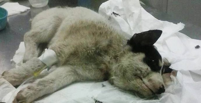 Portosalvo, cucciolo ferito salvato dai Vigili del fuoco