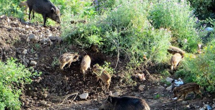 Cinghiali “invadenti”, nel Vibonese la parola passa alle carabine