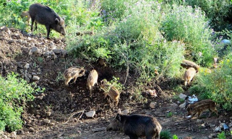 Cinghiali “invadenti”, nel Vibonese la parola passa alle carabine