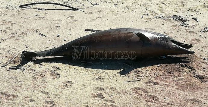 Ancora un delfino trovato morto sulla spiaggia di Pizzo