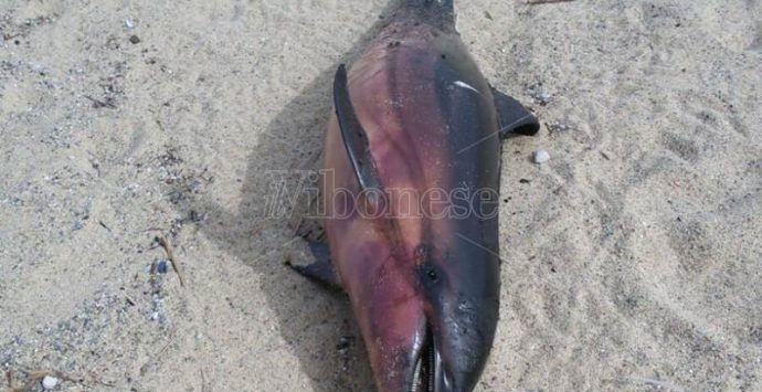 Giovane delfino trovato morto sulla spiaggia a Pizzo