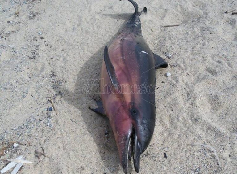 Giovane delfino trovato morto sulla spiaggia a Pizzo