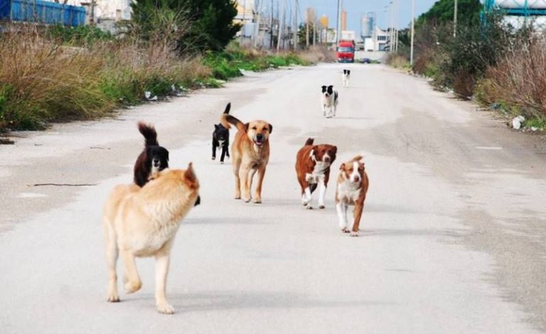 Aggressioni a bambini, ciclisti e cani domestici: a San Calogero è allarme randagismo