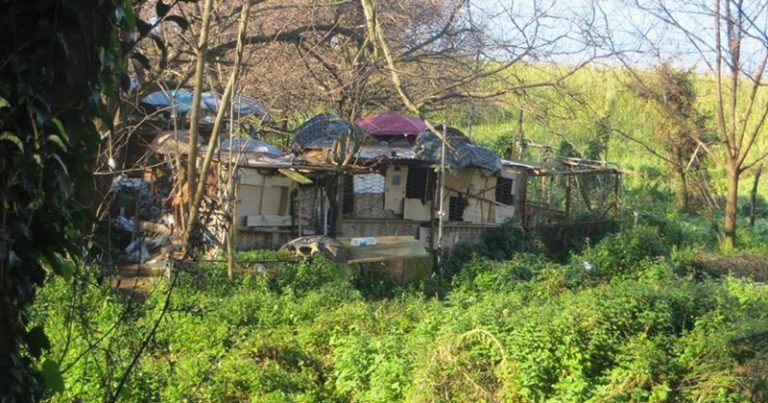 Pizzo, decine di cani da anni reclusi in rifugi di fortuna tra rifiuti e sterpaglie