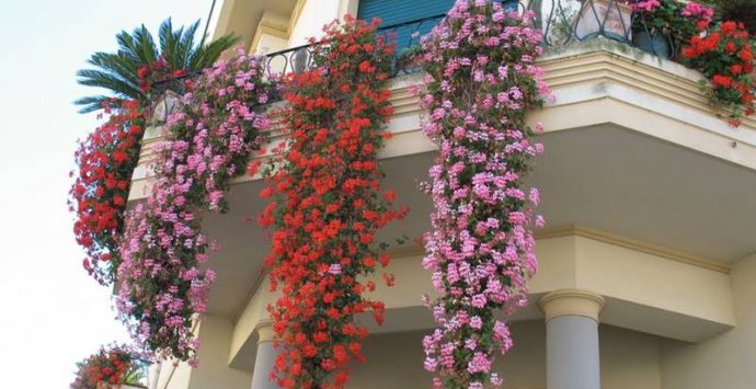 Decoro urbano, a Vibo tornano i “Balconi fioriti”