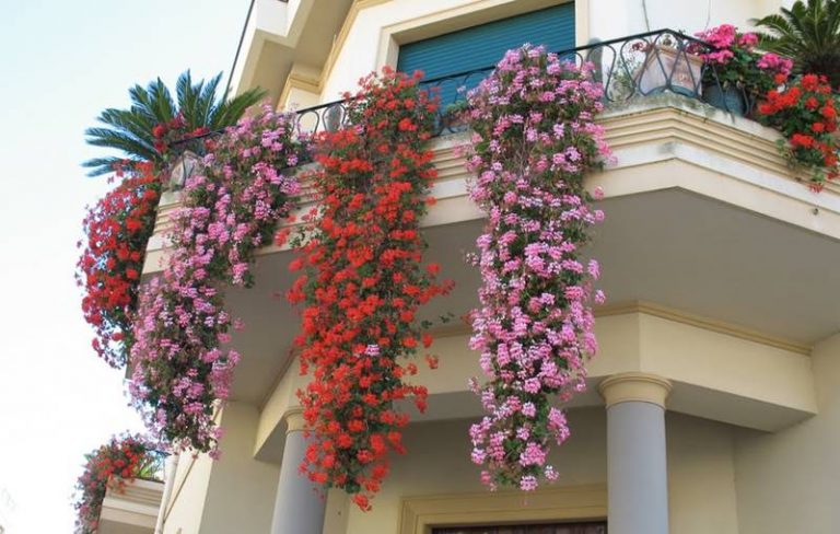 Decoro urbano, a Vibo tornano i “Balconi fioriti”