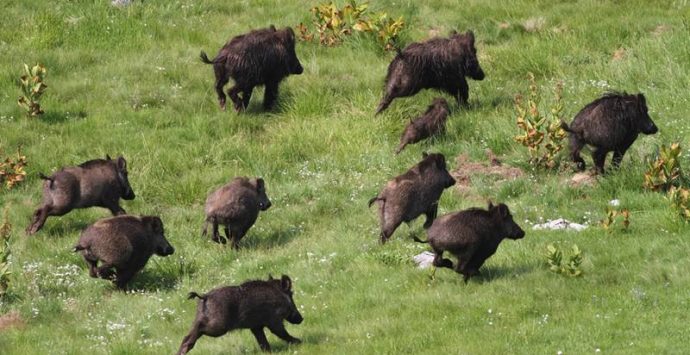 Peste suina, il presidente dei veterinari di Vibo Massara: «Evitare che arrivi da noi» – Video