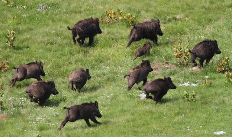 Peste suina, il presidente dei veterinari di Vibo Massara: «Evitare che arrivi da noi» – Video