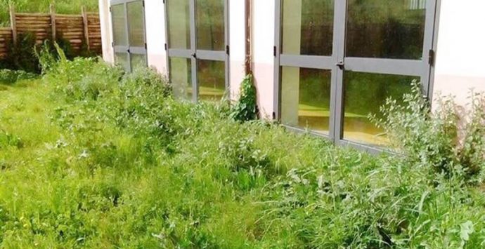 A Vibo scuole assediate dalle erbacce, Lo Schiavo: «Il Comune intervenga»