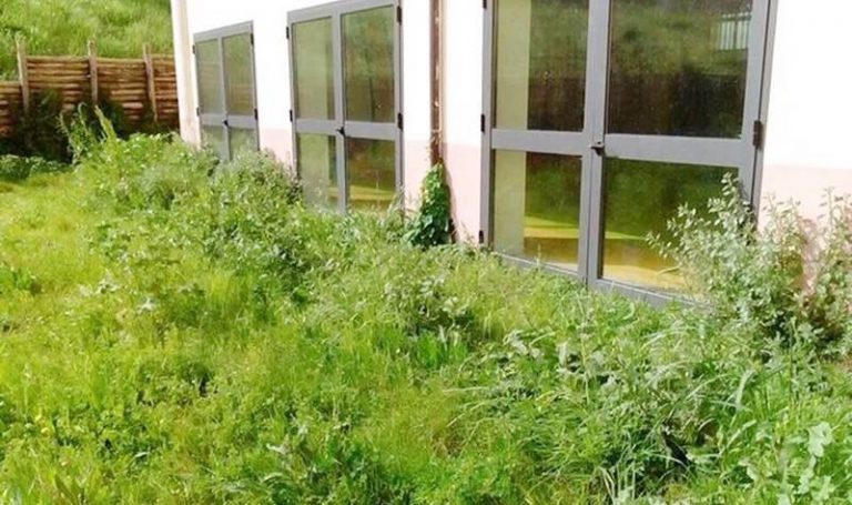 A Vibo scuole assediate dalle erbacce, Lo Schiavo: «Il Comune intervenga»