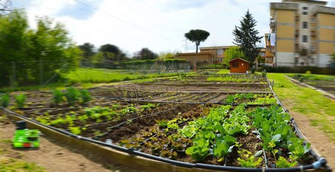 Orti didattici nelle scuole, fondi in arrivo nel Vibonese: ecco gli istituti coinvolti